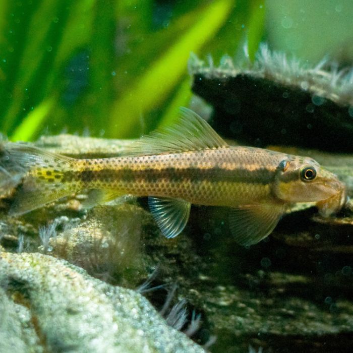 Chinese Algae Eater Image