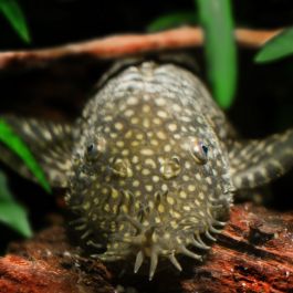 bristlenose pleco algae eater