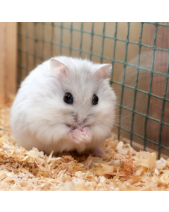 Dwarf Hamster