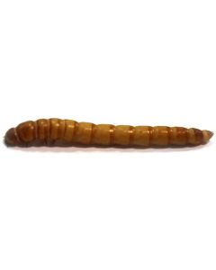 Giant Mealworm (100 Pack)