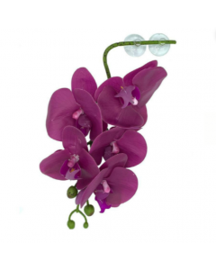 Pangea Hanging Orchid, Purple