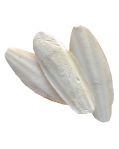 Hagen Small Cuttlebone Bulk