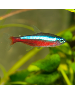 Cardinal Tetra