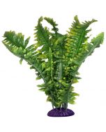 Komodo Boston Fern (25cm)