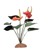 Komodo Anthurium Bush (29cm)