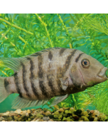 Tiger Barb