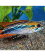 Tiger Barb