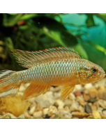 Tiger Barb