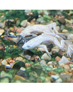 Blonde Aquatic Dwarf Frog