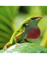 Green Anole