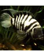 Tiger Barb