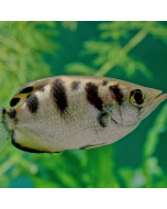 Brackish Banded Archerfish