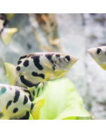 Freshwater Cloud Leopard Archerfish