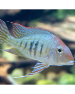 Tiger Barb