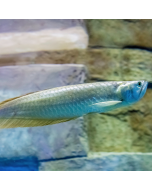 Silver Arowana ~3"