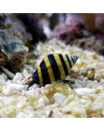 Assassin Snail