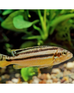 Auratus Cichlid ~1.5"