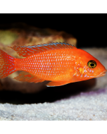 Red Zebra Cichlid ~1.5"