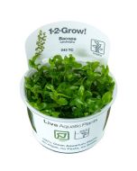 Tropica 1-2 Grow! Bacopa caroliniana