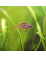 Scarlet Badis