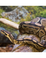 Ball Python