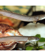 Senegal Bichir ~2.5"