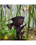 Black Angelfish ~1.5"