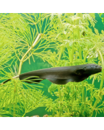 Black Ghost Knifefish