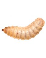 Cherry Creek Black Soldier Fly Larvae [250 Pack]