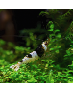 Black & White Crystal Shrimp