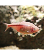 Blind Cave Tetra