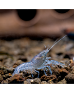 Dwarf Blue Crayfish