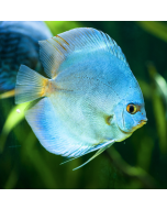 Blue Diamond Discus ~2.5"