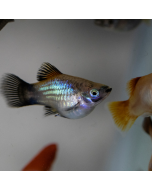 Blue Platy