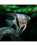 Blue Angelfish ~1.5"