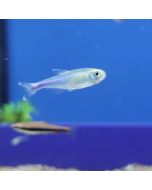 Blue King Tetra