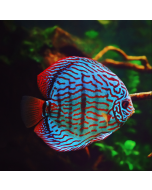 Blue Turquoise Discus ~2.5"