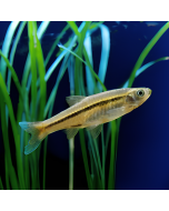 Tiger Barb