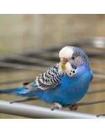 Budgie