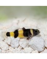 Brackish Bumblebee Goby