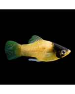 Bumblebee Platy