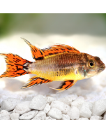 Tiger Barb