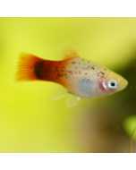 Calico Platy