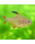 Candy Cane Tetra