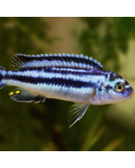 Blue Johanni Cichlid ~1.5"