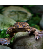 African Clawed Frog