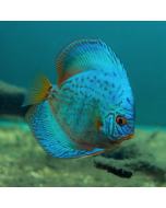 Cobalt Discus ~2.5"