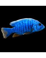 Cobalt Blue Zebra Cichlid ~1.5"