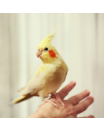 Cockatiel