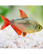 Columbian Tetra